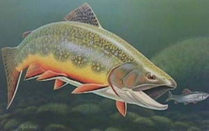 ... Pennsylvania Trout Stamp Print - Brook Trout by Robert Clement Kray
