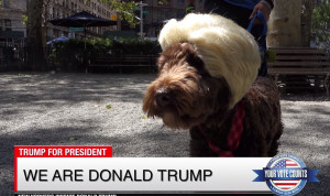 New Yorkers Trump All Other Presidential Parodies | RTM ...