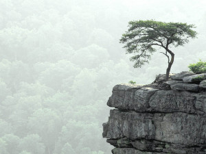 ... desktop wallpapers lonely tree photography desktop backgrounds lonely
