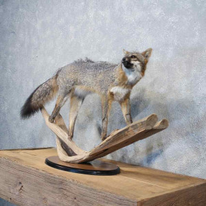Grey Fox Taxidermy Mounts