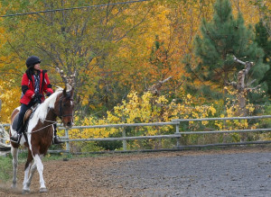 ... me jera again remember a while a go how i said i had started up horse