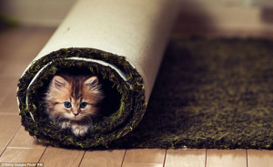 Is this the world's cutest kitten? Daisy the tabby becomes instant ...