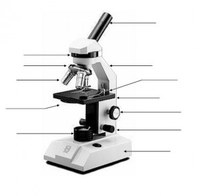 compound microscope diagram