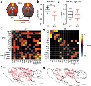 Figure 3: Decreased fMRI functional connectivity in Cx3cr1 KO mice.