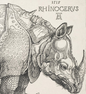 ... Albrecht Durer Rhinoceros Woodcut Rhinoceros Woodcut By Albrecht