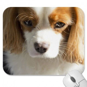 Lost In Thought Cavalier King Charles Spaniel