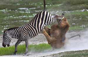 ... Zebras, Animals Nature, Fight Animal, Zebras Lion, Animal Fight