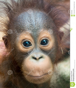 Orangutan Baby With Funny Face Royalty Free Stock Photo Image