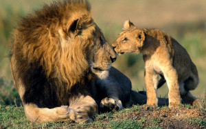 +animals+African+Lions+beautiful+dangerous+animal+safari+animal ...