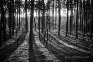 Black and White Forest Photography
