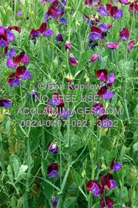 Sweet Pea Flowers And Quote