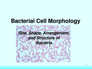 Morphology and Arrangement of Bacteria