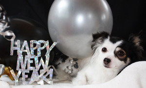 dog, new year dogs, cute dogs, cute dog photos, cute dog pictures,