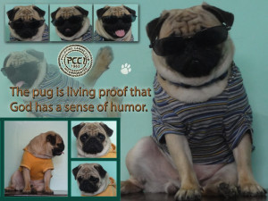 The pug is living proof that God has a sense of humor. Margo Kaufman
