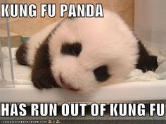 ... more baby pandas pandas bears royal baby kung fu pandas pets giants