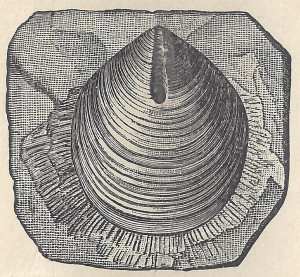 Help Cleaning A scallop Shell Fossil
