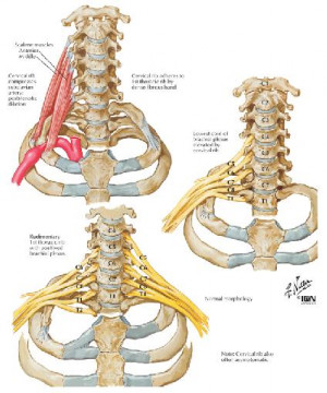 cervical vertebrae Images and Graphics