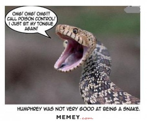 funny snake biting tongue poison