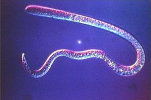 The Trichinae Worm found in pigs