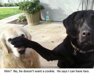 He doesn't want cookie I can have two Funny dog photo with captions