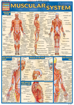 Related Pictures muscular system and skeletal system group picture ...