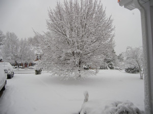 ... -where-all-christmas-blizzard-2010-snow-snow-yard-12.26.10.jpg