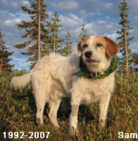 Loss Pet Videos Video Codes