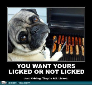 ... poster dogs funny animals funny picture pug grill expert