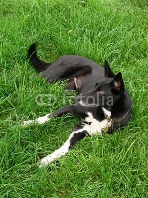 Greyhound/border collie cross (lurcher) relaxing in long grass from