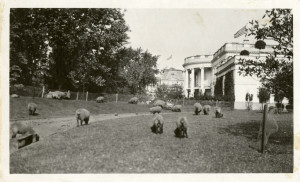 President Wilson’s Sheep at White House” Photo Credit: Martin A ...