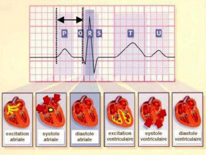 Normal Physiology Of ECG