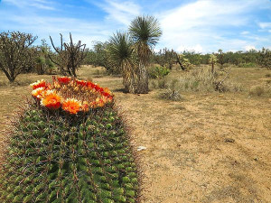 Arizona #BarrelCactus #Cactus in #Bloom #Tucson #arizona #Flowers # ...