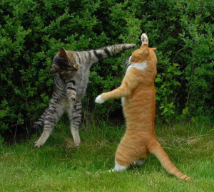 Karate cats