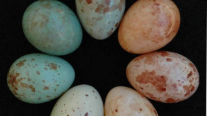 view original image )