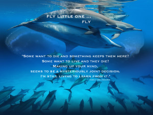 Dolphins with Quotes