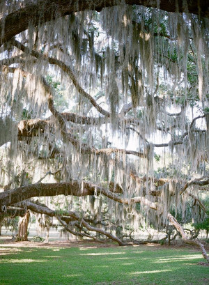 gorgeous Spanish moss! | Melissa Schollaert Photography Spanish Home ...