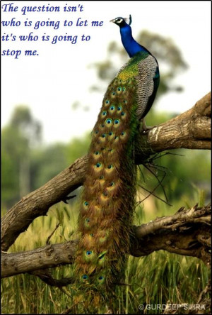 Beautiful peacock pics with wisdom quotes