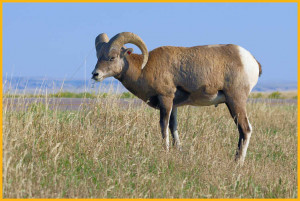 Animal Ram Bighorn Sheep
