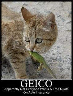 Quote On Auto Insurance Except this Cat ---- hilarious jokes funny ...