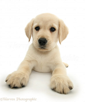 WP34829 Yellow Labrador Retriever puppy, 8 weeks old, lying with head ...
