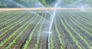 Drip Irrigation Image Gallery