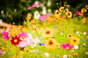 Spring Flowers. Source: lambertwm, flickr
