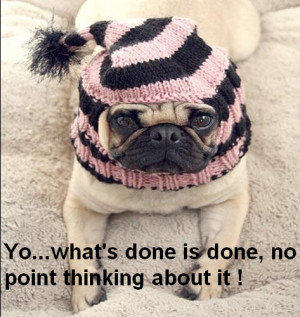 Funny Pug With Hat Pics