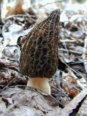 Morel Mushroom in Wildlife