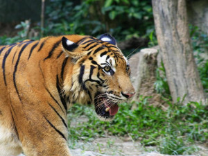 china tigers are a reminder that the threat against the world s tiger ...