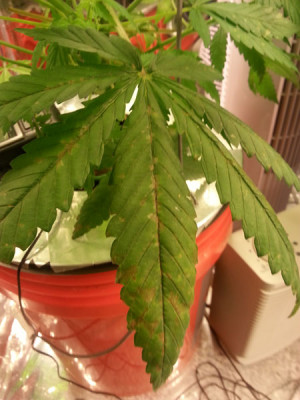 Marijuana Leaf Deficiency Chart