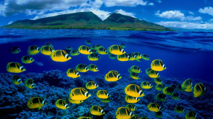 ... underwater, Maui, Hawaii (© Pacific Stock-Design Pics/Superstock