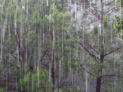 Road in the Forest Wallpaper Download Free