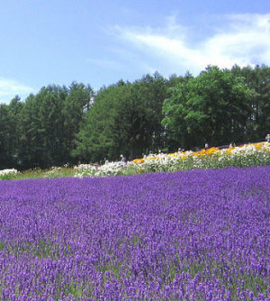 field of lavender i judge that the flowers of lavender
