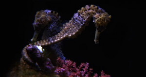 Facts about the Seahorse aka Sea Horse
